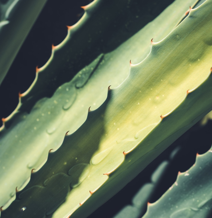 Agave with water